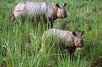 Indian / Asian rhinoceros (Rhinoceros unicornis) female and young in long grass, Chitwan NP, Nepal