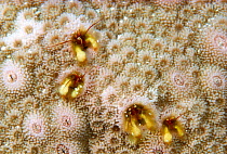 Colony of Coral hermit crabs (Paguritta sp) about 1cm in size, Vanuatu, Pacific Islands.