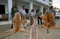 Skins of poached animals - tiger, snake, leopard -confiscated by the Rhino Protection Unit in Tikoli, near Chitwan NP, Nepal, 2003