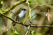 Blackcap (Sylvia atricapilla) male singing from hazel tree. Hertfordshire, England, UK, April.