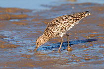 Curlew (Numenius arquata) probing for food on mud flats at low tide. Norfolk, UK, October.