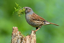 Dunnock (Prunella modularis) perching on post with moss for nest material. Hertfordshire, England, UK, April.