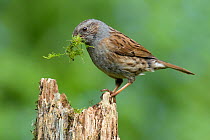 Dunnock (Prunella modularis) perching on post with moss for nest material. Hertfordshire, England, UK, April.