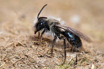 Grey / Ashy Mining Bee (Andrena cineraria) on bare ground, a typical place to start a burrow. Surrey, England, UK, March.