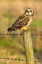 Short Eared Owl (Asio flammeus) perching on fence post in evening sunlight. Lincolnshire, England, UK, February.