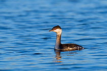 Slavonian / Horned Grebe (Podiceps auritus) in winter plumage on water. Thorney Island, Hampshire, England, UK, January.