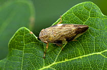 Alder Spittlebug (Aphrophora alni) on Oak leaf, UK, captive, July