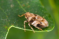 Froghopper (Issus coleoptratus) on Oak leaf, UK, Captive, July