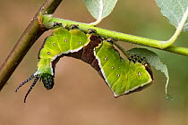 Puss Moth (Cerura vinula) caterpillar larva feeding on Sallow / Willow leaf, UK, July
