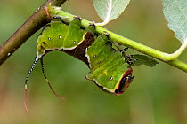 Puss Moth (Cerura vinula) caterpillar larva in defence posture showing posterior flagella, defensive whips, UK, July