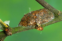Puss Moth (Cerura vinula) pupa on Sallow twig, UK, August