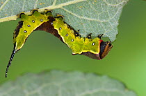 Puss Moth (Cerura vinula) caterpillar larva feeding on Sallow / Willow leaf, UK, July