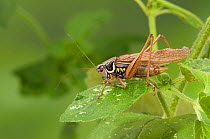 Roesel's Bush Cricket (Metrioptera roeselii) long winged form, cleaning foot, Hertfordshire, England September