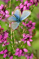 Silver Studded Blue butterfly (Plebejus argus) feeding on Heather, West Sussex, England, August