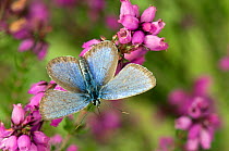 Silver Studded Blue butterfly (Plebejus argus) feeding on Heather, West Sussex, England, August