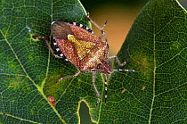 Sloe Bug shieldbug (Dolycoris baccarum) on Oak leaf, Hertfordshire, England, July
