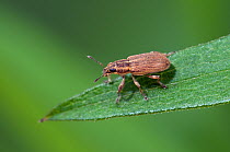Weevil (Sitona suturalis) on leaf tip, UK, Captive, August