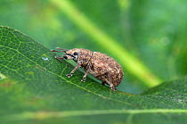 Weevil (Strophosoma melanogrammum) on Oak leaf, Captive, UK, July