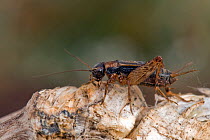 Wood cricket (Nemobius sylvestris) male on pine bark, Surrey, England, August