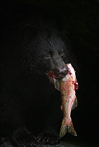 American black bear (Ursus americanus) carrying trout in mouth, Alaska, USA, August