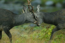 Sika deer (Cervus nippon yesoensis) two males fighting with horns locked, Shiretoko Peninsula, Hokkaido, Japan, September