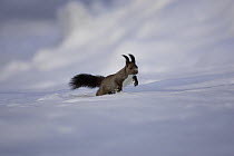 Eurasian red squirrel (Sciurus vulgaris orientis) running across snow, Tokachi, Hokkaido, Japan, January