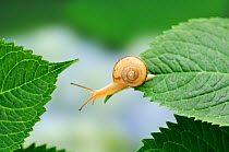 Snail (Euhadra quaesita) moving from one Hydrangea leaf to another, Japan, June, sequence 1/5