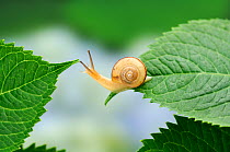 Snail (Euhadra quaesita) moving from one Hydrangea leaf to another, Japan, June, sequence 2/5