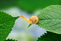 Snail (Euhadra quaesita) moving from one Hydrangea leaf to another, Japan, June, sequence 3/5