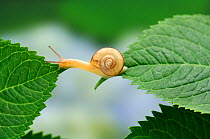 Snail (Euhadra quaesita) moving from one Hydrangea leaf to another, Japan, June, sequence 4/5