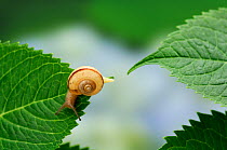 Snail (Euhadra quaesita) moving from one Hydrangea leaf to another, Japan, June, sequence 5/5