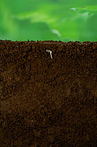 Sunflower seed (Helianthus annuus) germinating, growth of primary root, Japan, sequence 1/8