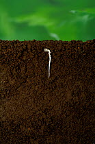 Sunflower seed (Helianthus annuus) germinating, growth of primary root, Japan, sequence 2/8