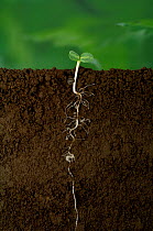 Sunflower seed (Helianthus annuus) germinating, growth of primary root and cotyledons, Japan, sequence 4/8