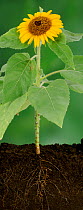 Sunflower seed (Helianthus annuus) growth of leaves and flower, Japan, sequence 8/8