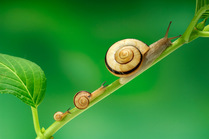 Snail (Euhadra herklotsi) adult and larvae on plants stem, Japan
