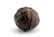 Common pill bug / woodlouse (Armadillidium vulgare) rolled up in ball, on white background, Japan