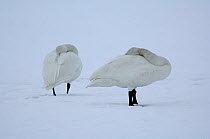 Two Bewick's Swans (Cygnus columbianus bewickii) sleeping with head tucked under wing, Niigata, Japan, January