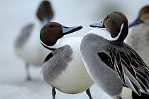 Pintail ducks (Anas acuta) facing each other, interacting, Iwate, Japan, February