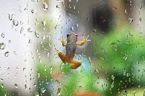 Japanese tree frog  (Hyla japonica) climbing up glass with raindrops, Japan
