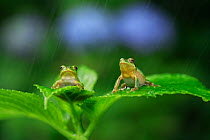 Two Japanese tree frogs  (Hyla japonica) sitting on leaf in rain, Japan, June