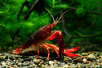 Red / Louisianna swamp crayfish (Procambarus / Scapulicambarus clarkii) mating pair, Fukuoka, Japan, March