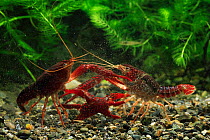 Red / Louisianna swamp crayfish (Procambarus / Scapulicambarus clarkii) two males fighting, Fukuoka, Japan, March