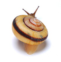 Snail (Euhadra herklotsi herklotsi) rear view of shell on white background, Japan