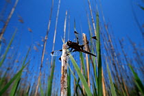 Skimmer dragonfly (Libellula angelina) amongst reeds, Oita, Japan, May