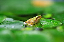 Japanese tree frog (Hyla japonica) sub adult coming up out of water onto land, on aquatic leaf, Japan, Fukuoka, Japan, June