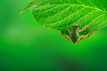 Japanese tree frog (Hyla japonica) climbing up onto hydrangea leaf, Fukuoka, Japan, August, sequence 3/3