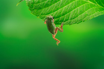 Japanese tree frog (Hyla japonica) climbing up onto hydrangea leaf, Fukuoka, Japan, August, sequence 2/3