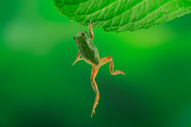 Japanese tree frog (Hyla japonica) climbing up onto hydrangea leaf, Fukuoka, Japan, August, sequence 1/3