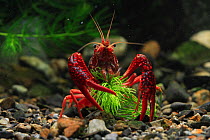 Red / Louisianna swamp crayfish (Procambarus / Scapulicambarus clarkii) feeding on waterweed, Japan, August
